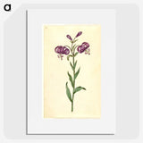 1-62_Maria-Sibylla-Merian_picture