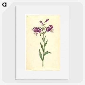 1-62_Maria-Sibylla-Merian_picture