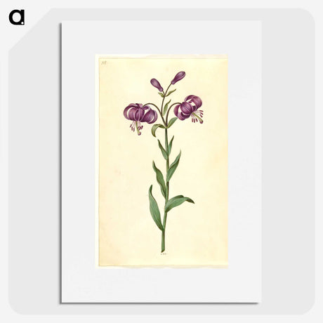 1-62_Maria-Sibylla-Merian_picture