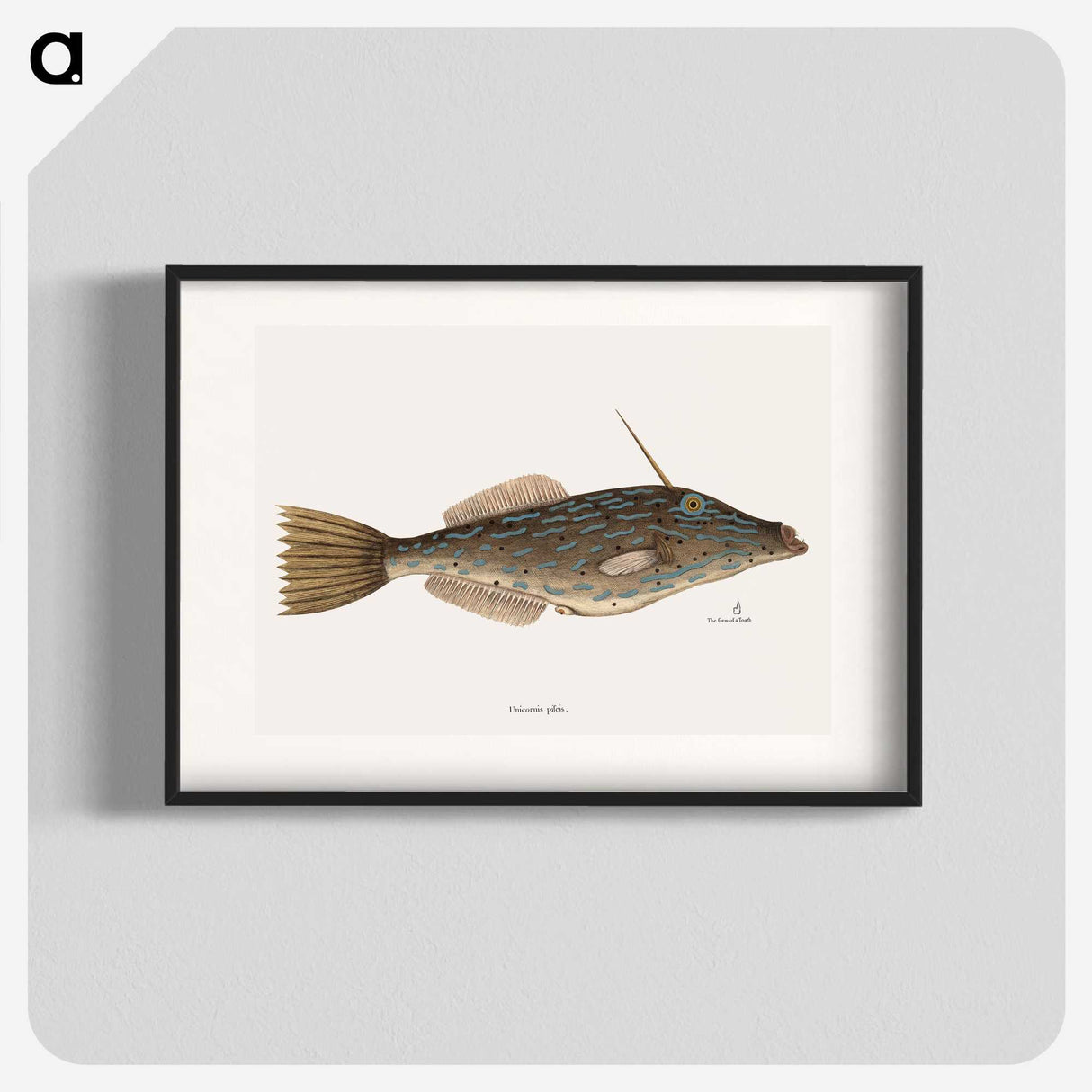 1-62_Mark-Catesby_blk