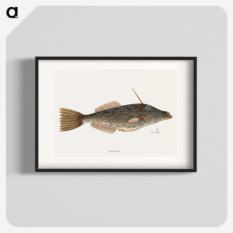 1-62_Mark-Catesby_blk