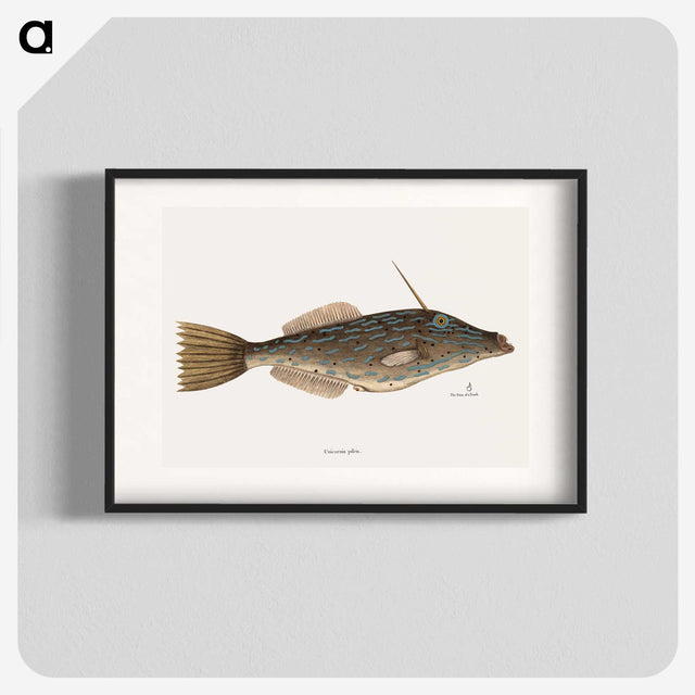 1-62_Mark-Catesby_blk