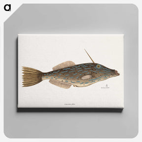 1-62_Mark-Catesby_canvas