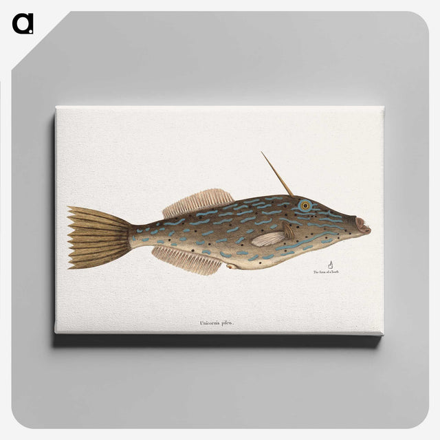 1-62_Mark-Catesby_canvas