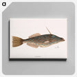 アートパネル-Bahama Unicorn Fish
 - マーク ケイツビー Canvas.