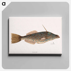 アートパネル-Bahama Unicorn Fish
 - マーク ケイツビー Canvas.