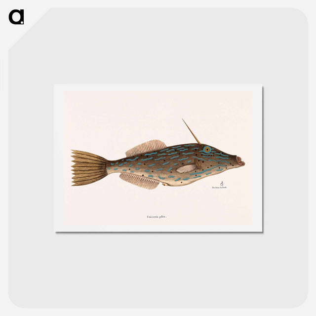 アートポストカード-Bahama Unicorn Fish
 - マーク ケイツビー Postcard.