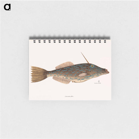 アートメモ帳-Bahama Unicorn Fish
 - マーク ケイツビー Memo.