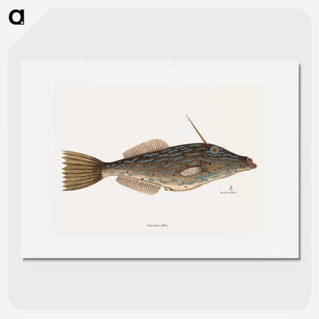 1-62_Mark-Catesby_picture