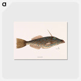 アートポストカード-Bahama Unicorn Fish
 - マーク ケイツビー Postcard.