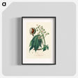 アートポスター-European Horse-Chestnut Illustration
 - 薬用植物学 Poster.