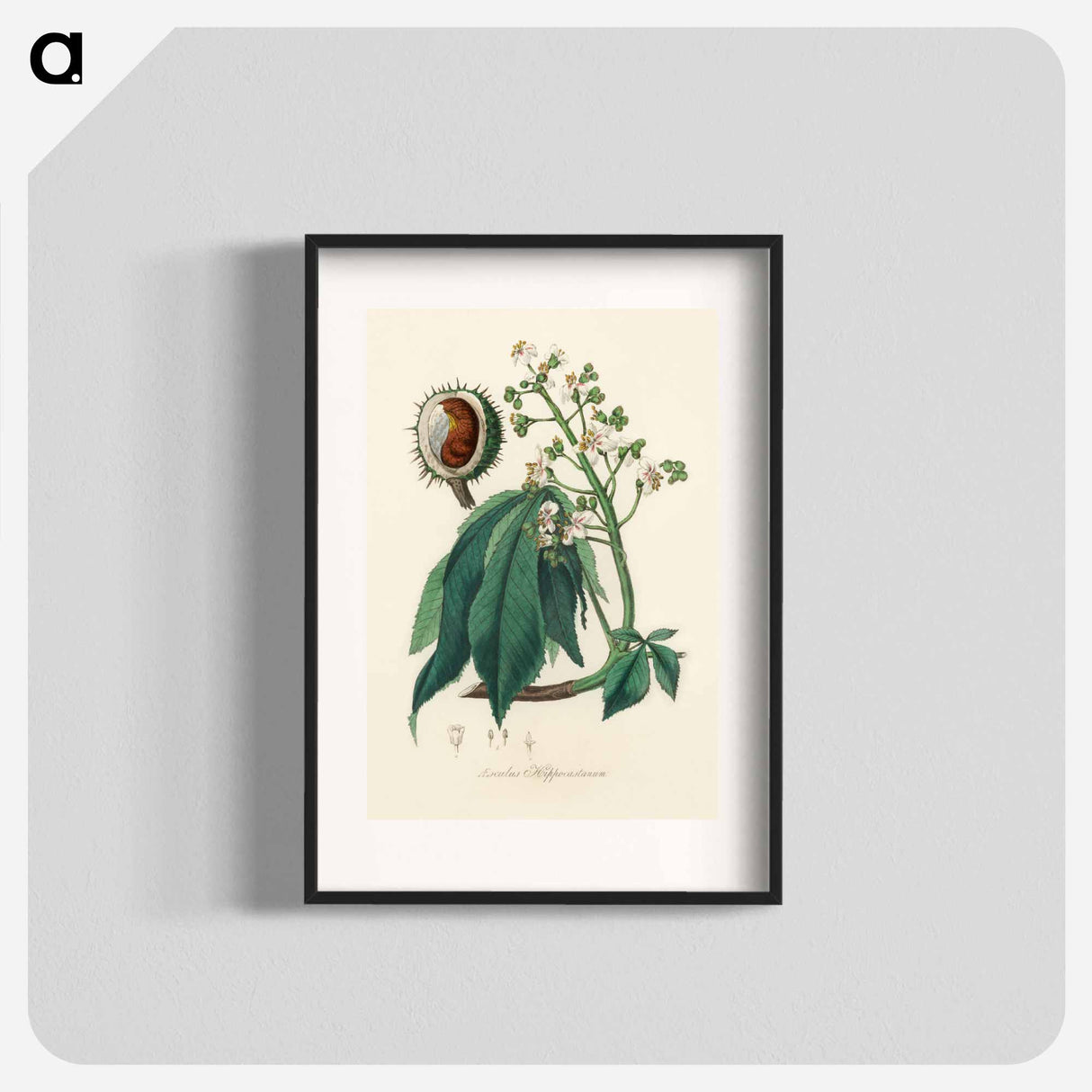 アートポスター-European Horse-Chestnut Illustration
 - 薬用植物学 Poster.