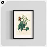 アートポスター-European Horse-Chestnut Illustration
 - 薬用植物学 Poster.