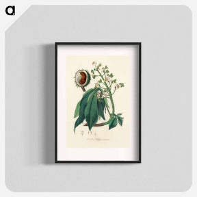 アートポスター-European Horse-Chestnut Illustration
 - 薬用植物学 Poster.