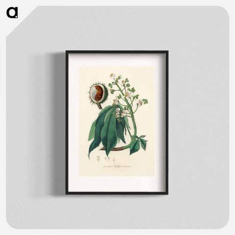 アートポスター-European Horse-Chestnut Illustration
 - 薬用植物学 Poster.