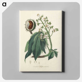 1-62_Medical-Botany_canvas