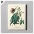 アートパネル-European Horse-Chestnut Illustration
 - 薬用植物学 Canvas.