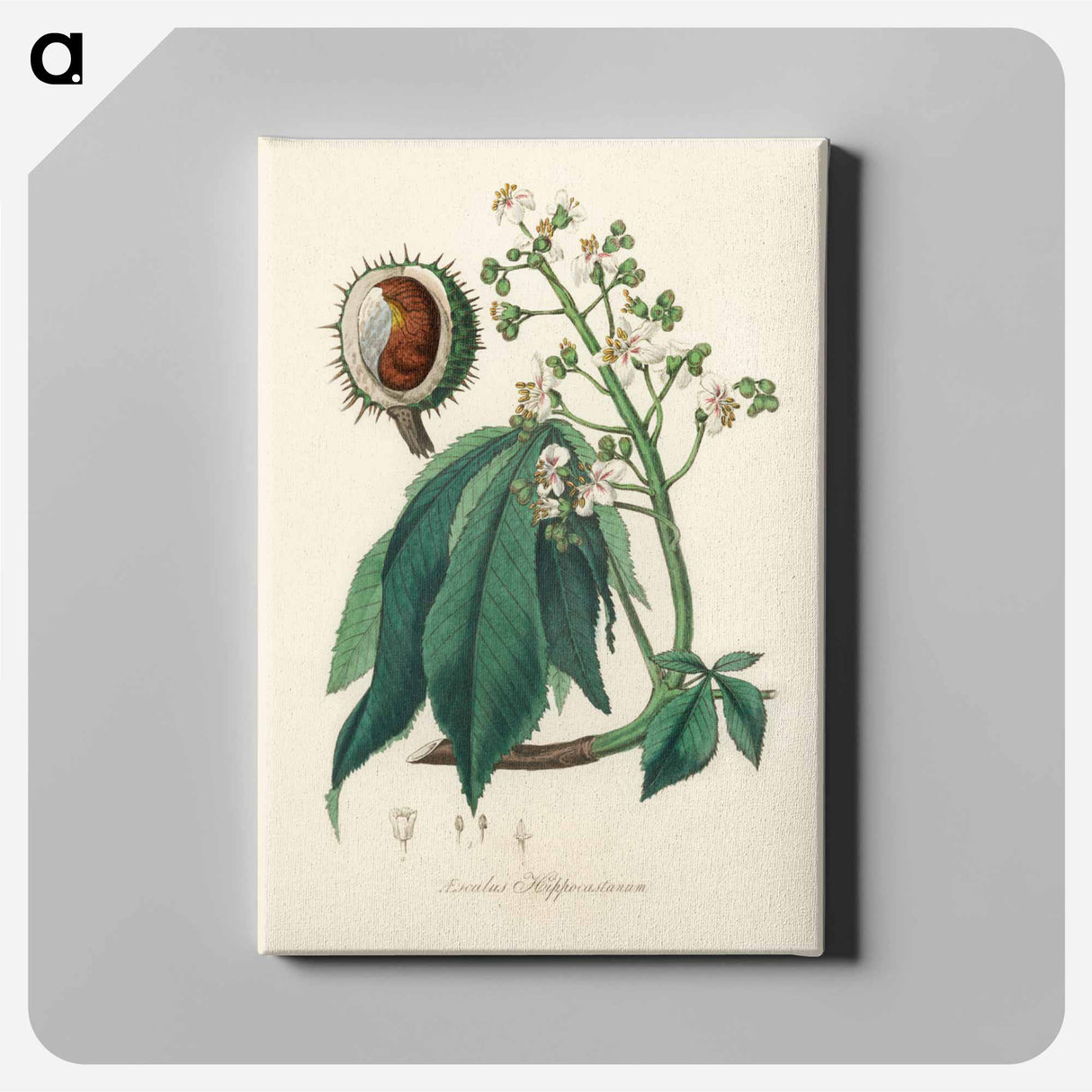 アートパネル-European Horse-Chestnut Illustration
 - 薬用植物学 Canvas.
