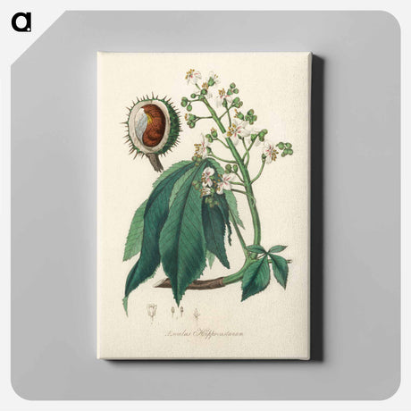 アートパネル-European Horse-Chestnut Illustration
 - 薬用植物学 Canvas.