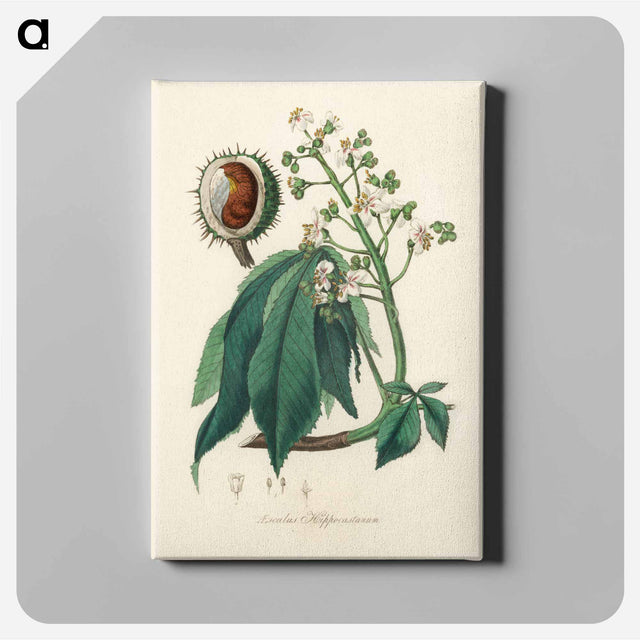 アートパネル-European Horse-Chestnut Illustration
 - 薬用植物学 Canvas.
