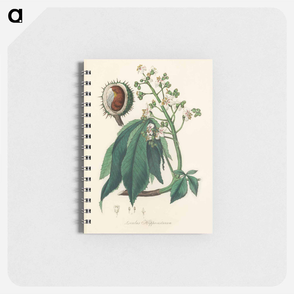 アートメモ帳-European Horse-Chestnut Illustration
 - 薬用植物学 Memo.