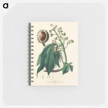 アートメモ帳-European Horse-Chestnut Illustration
 - 薬用植物学 Memo.