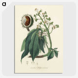 1-62_Medical-Botany_picture-crop