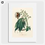 アートポスター-European Horse-Chestnut Illustration
 - 薬用植物学 Poster.