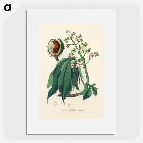 アートポスター-European Horse-Chestnut Illustration
 - 薬用植物学 Poster.