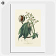 1-62_Medical-Botany_picture