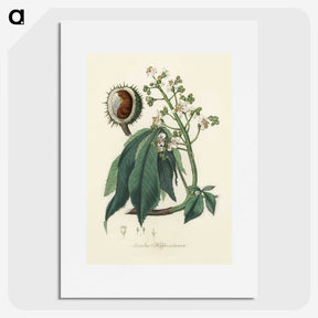 1-62_Medical-Botany_picture