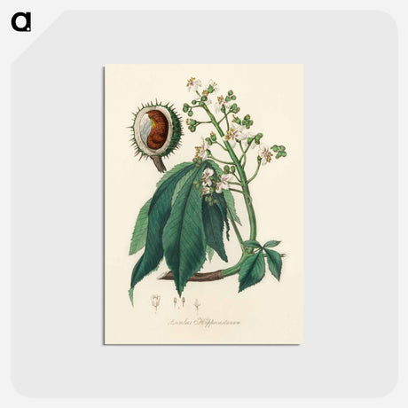 アートポストカード-European Horse-Chestnut Illustration
 - 薬用植物学 Postcard.