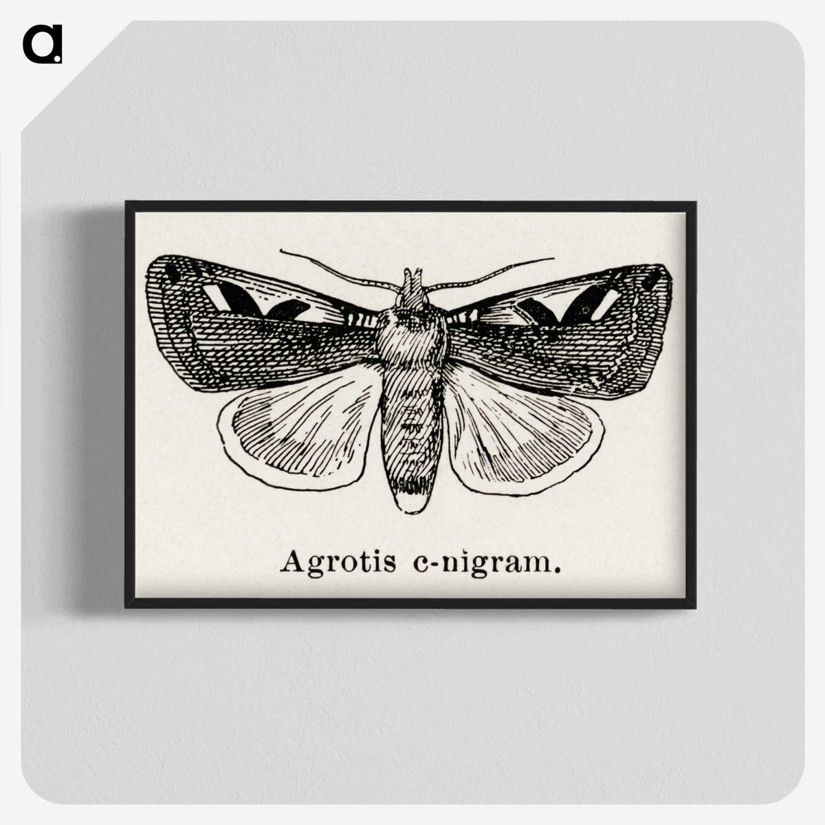 1-62_Moths-and-Butterflies-of-the-United-States_blk-crop