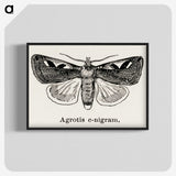 1-62_Moths-and-Butterflies-of-the-United-States_blk-crop