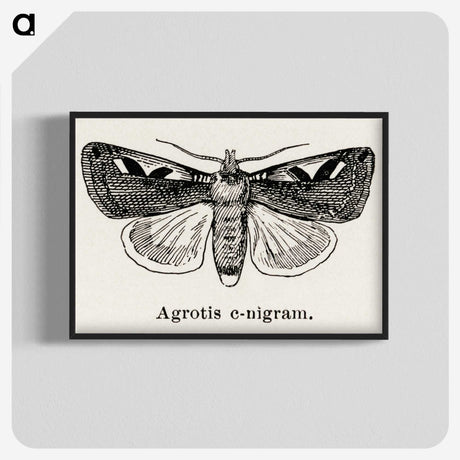 1-62_Moths-and-Butterflies-of-the-United-States_blk-crop