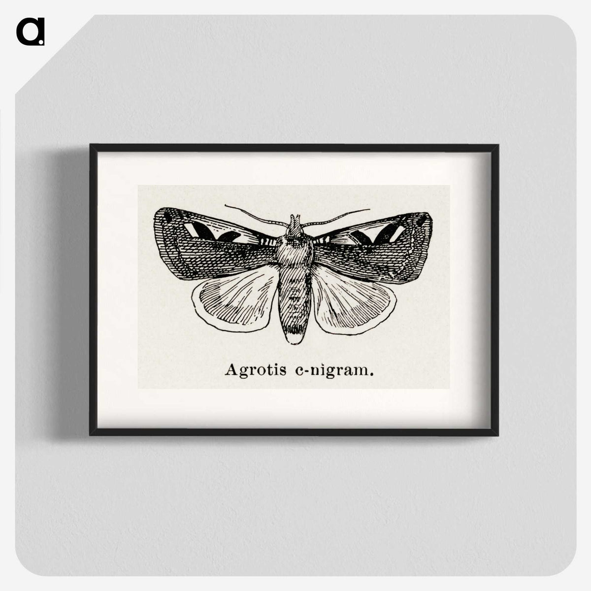 1-62_Moths-and-Butterflies-of-the-United-States_blk