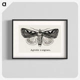1-62_Moths-and-Butterflies-of-the-United-States_blk