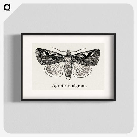 1-62_Moths-and-Butterflies-of-the-United-States_blk
