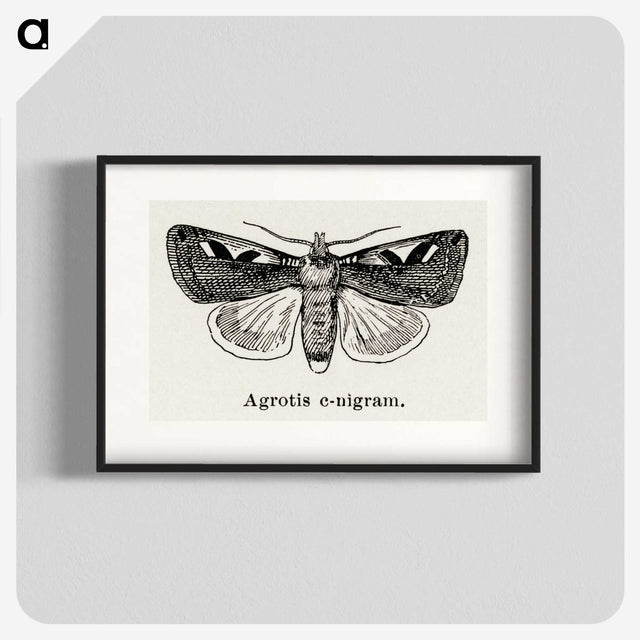 1-62_Moths-and-Butterflies-of-the-United-States_blk