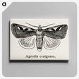 1-62_Moths-and-Butterflies-of-the-United-States_canvas