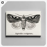 1-62_Moths-and-Butterflies-of-the-United-States_canvas
