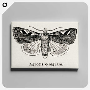 1-62_Moths-and-Butterflies-of-the-United-States_canvas