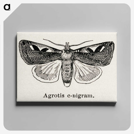 1-62_Moths-and-Butterflies-of-the-United-States_canvas