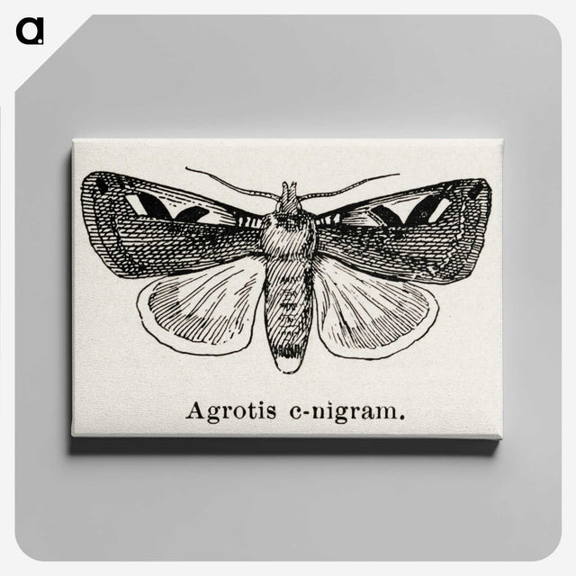 1-62_Moths-and-Butterflies-of-the-United-States_canvas