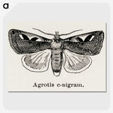 1-62_Moths-and-Butterflies-of-the-United-States_picture-crop