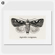 1-62_Moths-and-Butterflies-of-the-United-States_picture