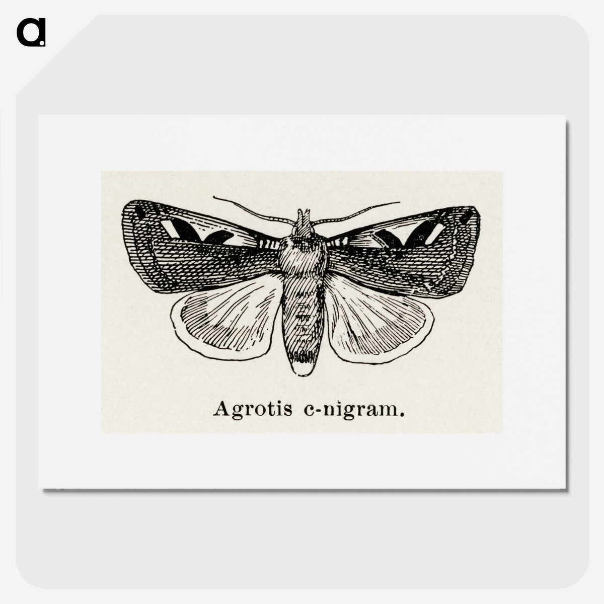 1-62_Moths-and-Butterflies-of-the-United-States_picture