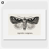 1-62_Moths-and-Butterflies-of-the-United-States_picture