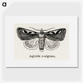 1-62_Moths-and-Butterflies-of-the-United-States_picture