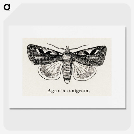 1-62_Moths-and-Butterflies-of-the-United-States_picture